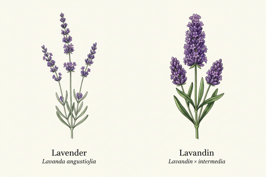 Lavender x Lavandin
